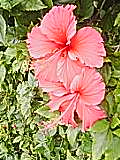 b0013870_1703634.jpg