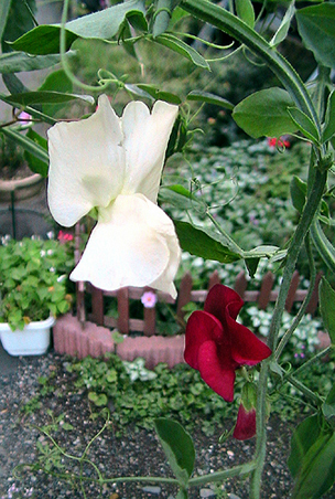c0016987_2125361.jpg