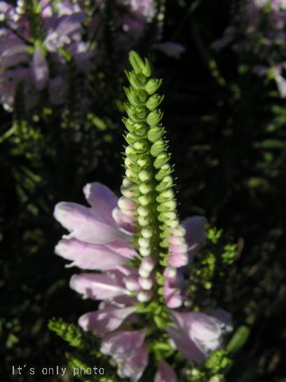 e0008800_23534689.jpg