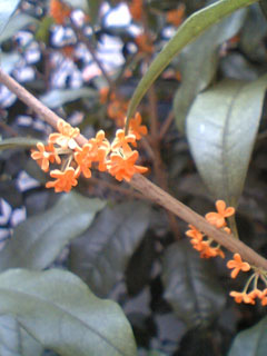 c0022231_2255539.jpg