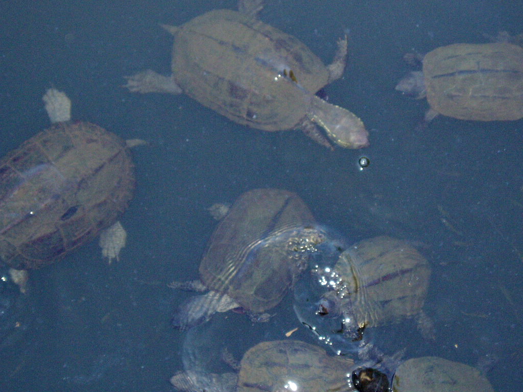 e0064158_2350364.jpg