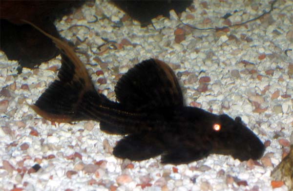 e0049877_0432864.jpg