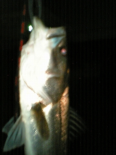 c0048889_21233497.jpg