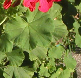 c0059521_1082311.jpg
