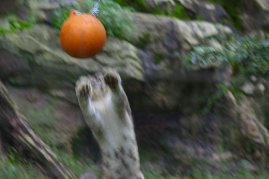 クリックで大きく