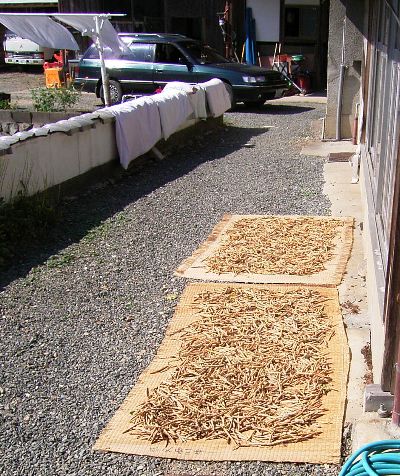c0072843_1311821.jpg