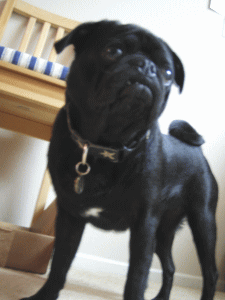b0035453_12535012.gif