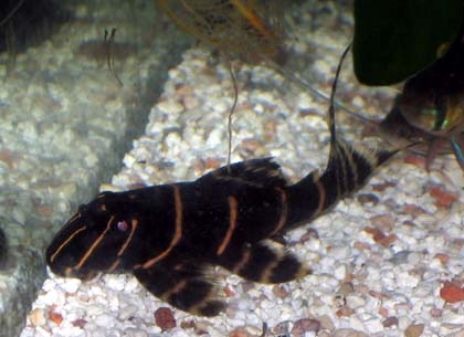 e0049877_1223456.jpg