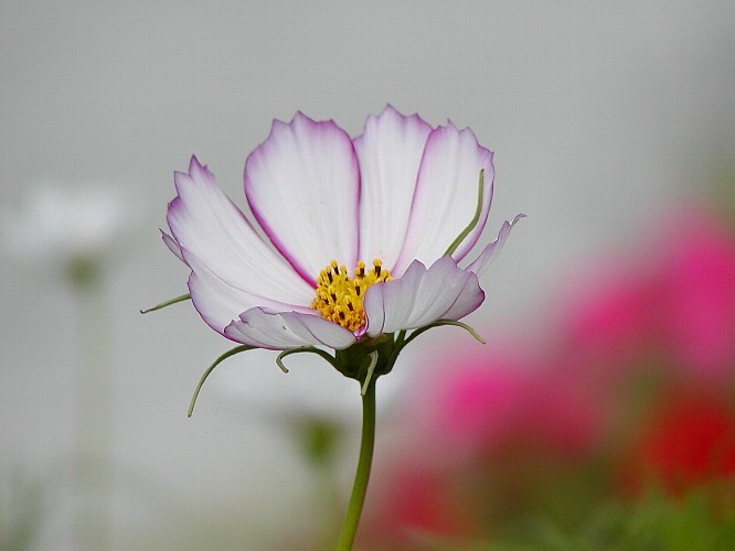 a0009600_1621247.jpg