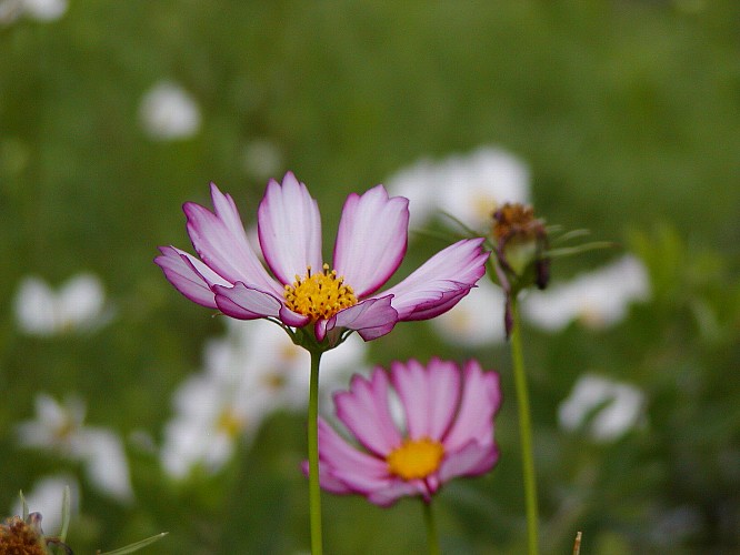 a0009600_16215935.jpg