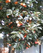 d0032405_21322587.jpg