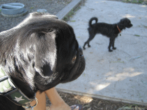 b0035453_14451959.gif