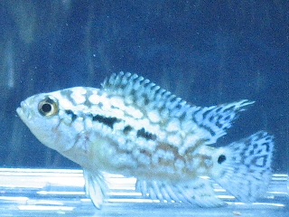 e0049877_23877.jpg