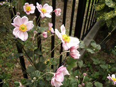 c0045882_21563828.jpg