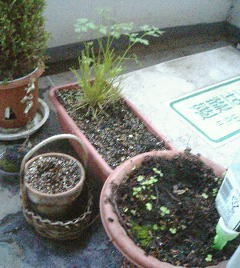 c0017505_179255.jpg