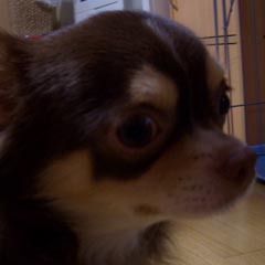 c0036617_1758428.jpg