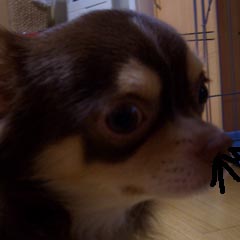 c0036617_17585650.jpg