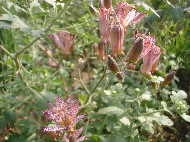 c0071545_23389.jpg