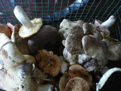 c0068149_2311117.jpg