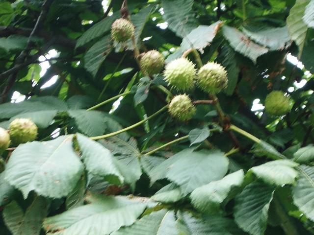 c0034850_1149042.jpg