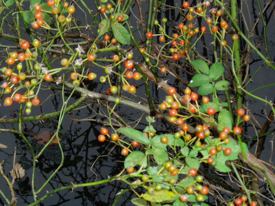 e0064158_010519.jpg