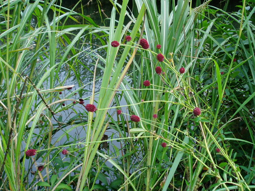 e0064158_0114476.jpg