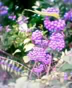 b0061261_2131262.jpg