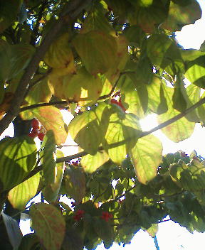 b0009665_125059.jpg