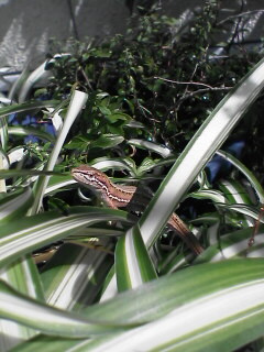 c0056903_1338353.jpg