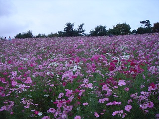d0023323_23553270.jpg