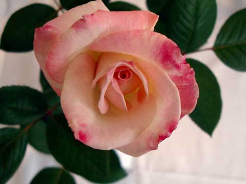 c0019131_713179.jpg