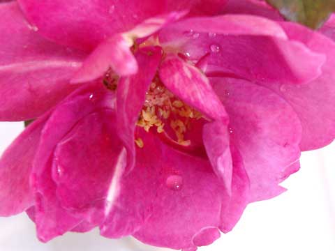c0019131_7133828.jpg