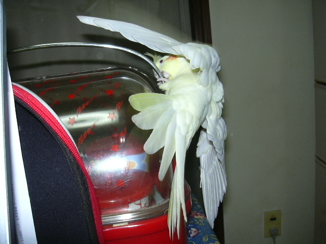 d0039036_235716.jpg