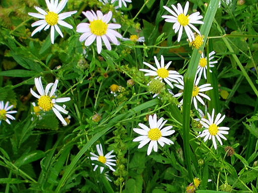 e0064158_0394270.jpg