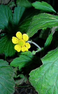 e0064158_040472.jpg