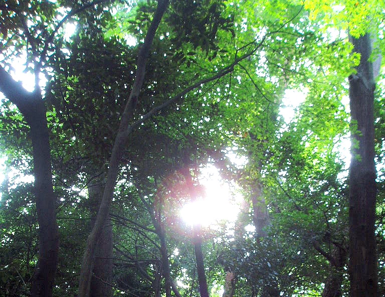 e0064158_164853.jpg