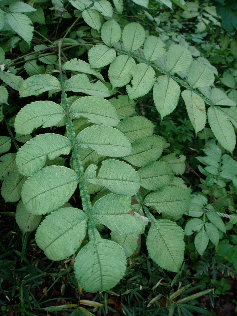 e0064158_23313674.jpg