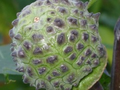 b0039373_20113231.jpg