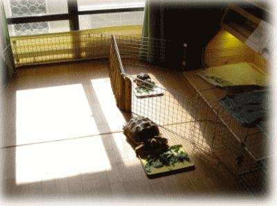 b0055276_10342431.gif