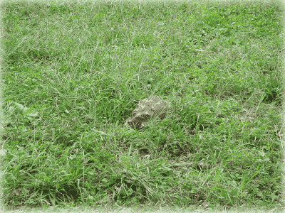 b0055276_1041567.gif