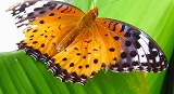 b0042882_94964.jpg