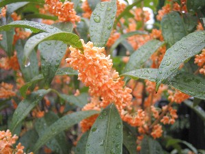 b0007893_11563785.jpg