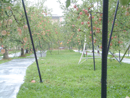 e0075943_223718100.jpg