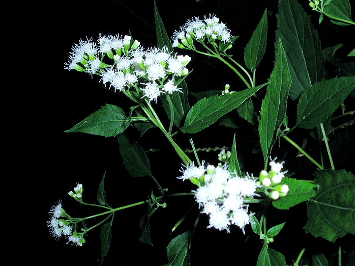 e0064158_034699.jpg