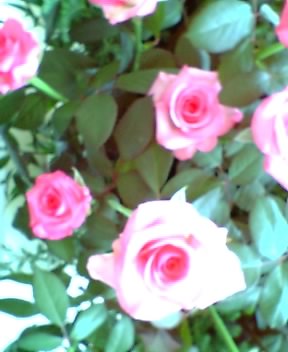 e0021096_20372292.jpg