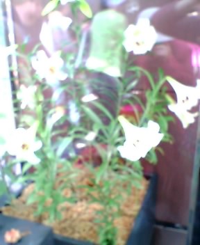e0021096_20383341.jpg