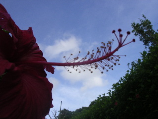 c0065643_918265.jpg