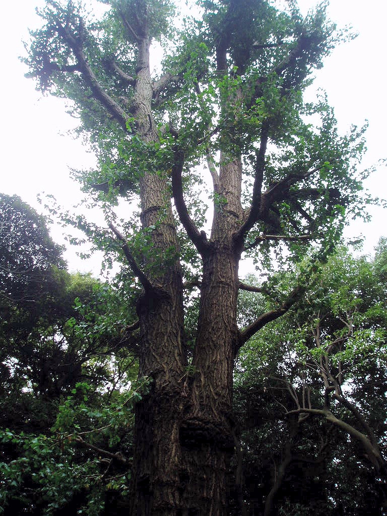 e0064158_123136.jpg