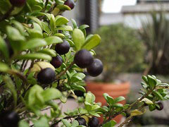 c0045882_2146829.jpg