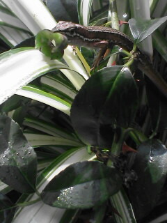 c0056903_12583441.jpg